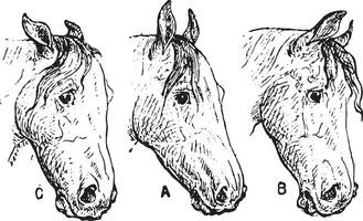 caballo orejas, Clásico grabado. vector