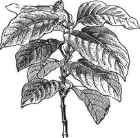 Ipecacuanha or Psychotria, vintage engraving. vector