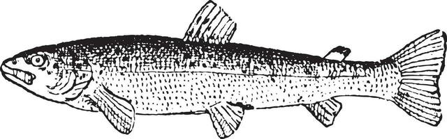 Common Trout or Salmo trutta, vintage engraving vector