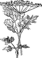 Parsley or Garden parsley, vintage engraving. vector