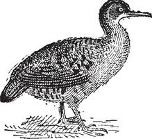 Tinamou, vintage engraving. vector