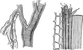 Insect trachea and tracheae plant, vintage engraving. vector