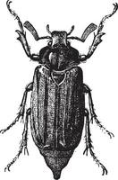 Fig 10. Cockchafer or May bug, vintage engraving. vector