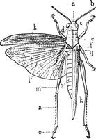 Orthoptera, vintage engraving. vector