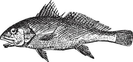 Common Croaker, vintage engraving. vector