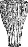 Trichinosis, vintage engraving vector