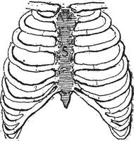 esternón o esternón, Clásico grabado. vector