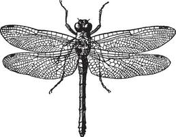 Fig 1. Dragonflies, vintage engraving. vector