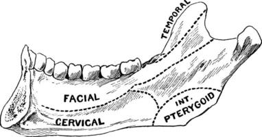 Areas of Lower Jaw, vintage illustration. vector