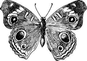 J Coenia Butterfly, vintage illustration. vector