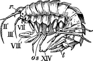 Amphithoe, vintage illustration. vector