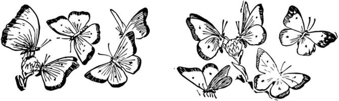 Ten butterflies, vintage illustration vector