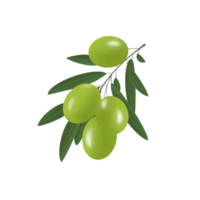 Illustration of a branch with leaves and green ripe juicy olives on a white neutral background. Can be used as part of your composition png