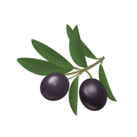 Illustration of a branch with leaves and black ripe juicy olives on a white neutral background. Can be used as part of your composition png
