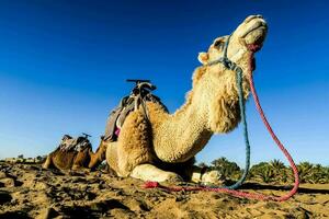 a camel with a saddle and a rope photo