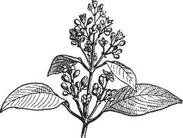 Sandalwood leaves and buds, vintage engraving. vector