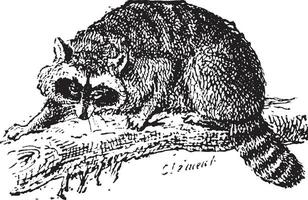 Raccoon or Common Raccoon, vintage engraving. vector