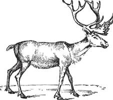 Reindeer, vintage engraving. vector