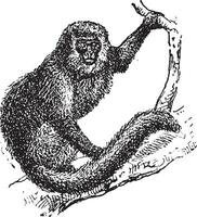 Marmoset, vintage engraving. vector