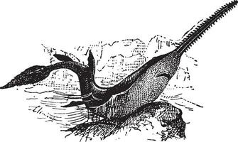 Knifetooth Sawfish or Anoxypristis cuspidata, vintage engraving vector