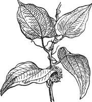 Smilax regelii or Sarsaparilla, vintage engraving. vector