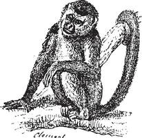 Squirrel Monkey or Saimiri sp., vintage engraving vector