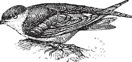 Swiftlet, vintage engraving. vector