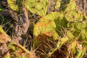 a cactus plant with many sharp spines photo