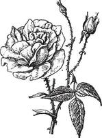 Rose of Bengal, vintage engraving. vector