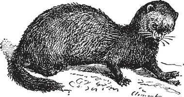 Polecat, vintage engraving. vector