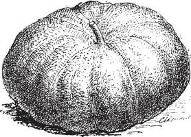 Pumpkin, vintage engraving. vector