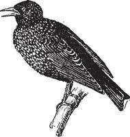 Starling, vintage engraving. vector