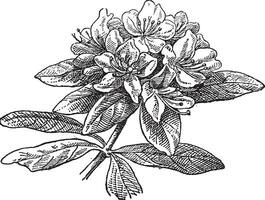 Rhododendron, vintage engraving. vector