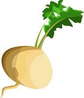 White turnip root with green leafs vector illustration of vegetables on white background.