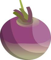 Purple and violet turnip root vector illustration of vegetables on white background.
