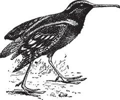 Snipe or Scolopacidae, vintage engraving vector