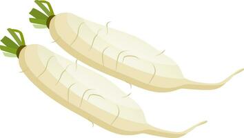 White radish roots vector illustration of vegetables on white background.