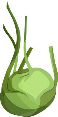 Light green kohlrabi vector illustration of vegetables on white background.
