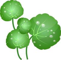 verde agua berro hojas vector ilustración de vegetales en blanco antecedentes.