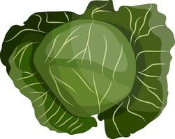 Green cabbage vector illustration of vegetables on white background.