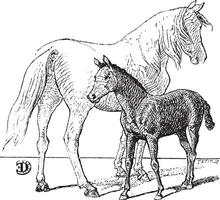 Foal, vintage engraving. vector