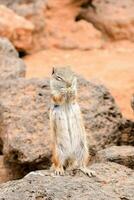 a ground squirrel standing on a rock photo
