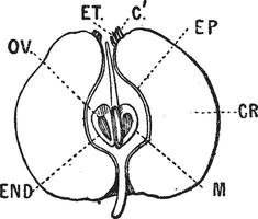 manzana vertical sección, Clásico grabado. vector