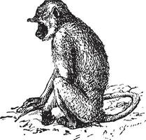 Gray langurs or Semnopithecus, vintage engraving. vector