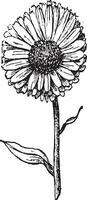 Marigold flower, vintage engraving. vector