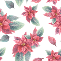 Watercolor painted illustration of red poinsettia, pulcherrima flowers, leaves seamless pattern. Traditional plant for Christmas or New Year decor, gift wrapping, cover art. png