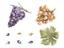 waterverf bundel van druiven, druif bladeren en druif BES set. wijnstok hand- geschilderd illustratie. ontwerp van menu, kaart, wijn lijst, stickers, restaurant, bar afdrukken. png