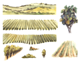 Watercolor landscape with grape fields, vineyards, grapevine bushes, trees, hills. Constructor assemble yourself, winemaking template, label, card. Hand draw illustration png