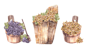 Wein machen Ernte, hölzern Eimer, Korbweide Korb mit Trauben von anders Trauben, Weinrebe Aquarell Hand zeichnen Illustration zum Ihre Etikette Wein machen, Speisekarte, Wein aufführen png