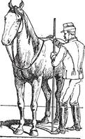 Horse rider measuring horse size vintage engraving vector